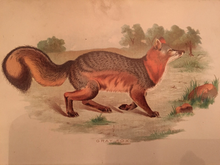 Load image into Gallery viewer, Print Set - 3 Antique Fox scenes (quality reproductions from original book plates)
