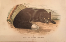 Load image into Gallery viewer, Print Set - 3 Antique Fox scenes (quality reproductions from original book plates)