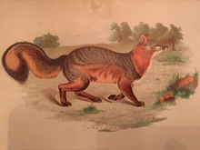 Load image into Gallery viewer, Print Set - 3 Antique Fox scenes (quality reproductions from original book plates)

