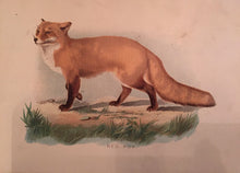 Load image into Gallery viewer, Print Set - 3 Antique Fox scenes (quality reproductions from original book plates)
