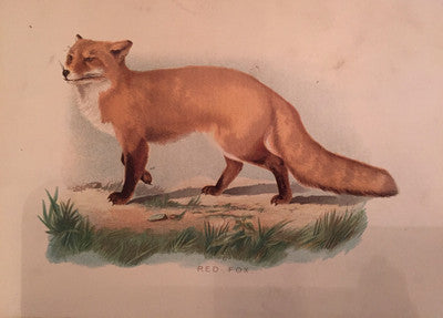 red fox illustration vintage